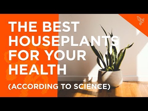 วีดีโอ: Houseplants ใดมีผลดีต่อสุขภาพ?