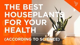 The Best Houseplants For Your Health (According To Science)
