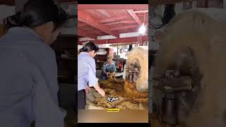 How China Turns Bamboo Into Paper 🌿📜 | Ancient Process Revealed
