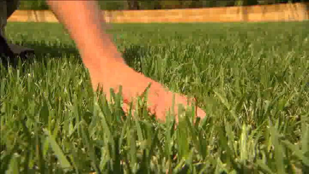 Empire Zoysia - The All Year Round, Indestructible Lawn - YouTube