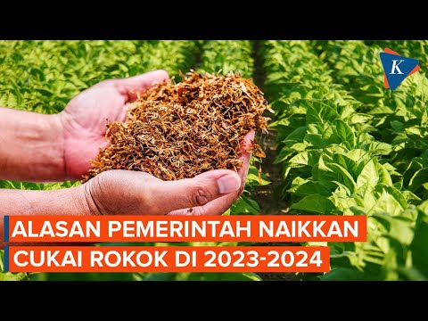 4 Alasan Pemerintah Naikkan Cukai Rokok di 2023-2024