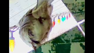 AMAZING MATING RITUAL OF A BIRD/SPARROW