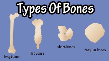 Types Of Bones In The Human Body - Long Bones - Short Bones - Flat Bones - Irregular Bones