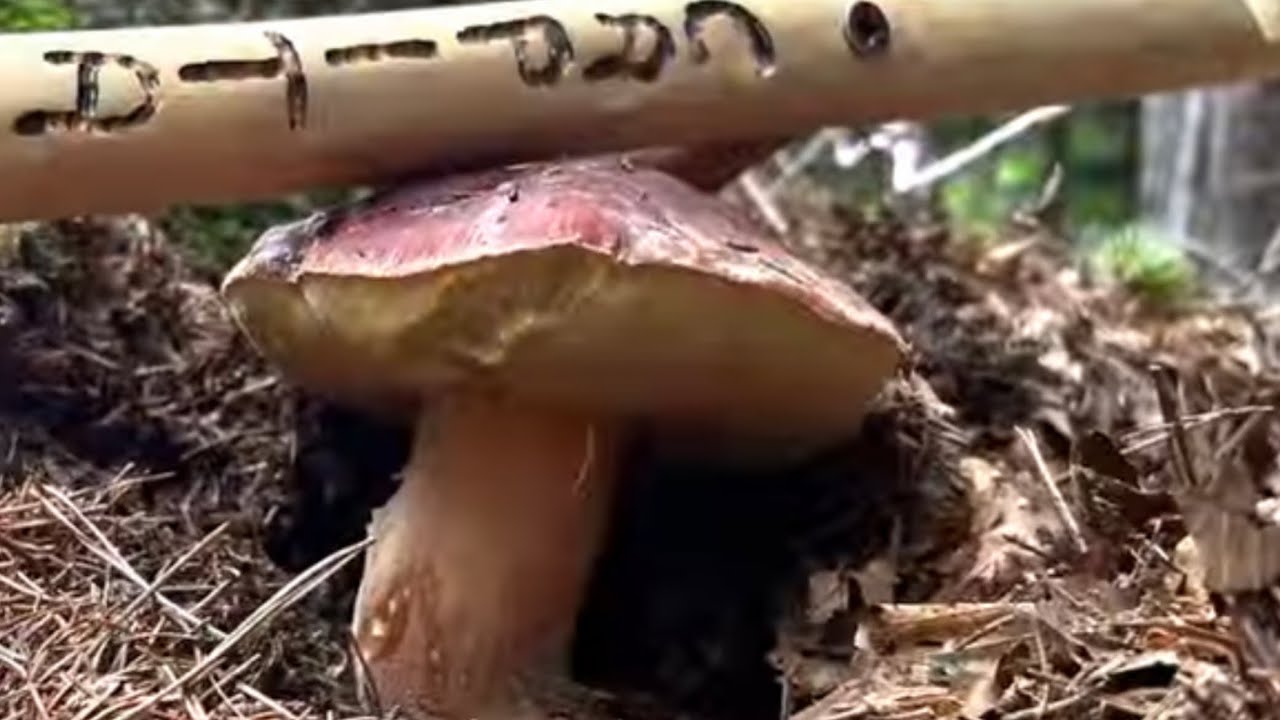 FUNGHI PORCINI 2022🍄PORCINI DEI SANTI 🍄 YouTube