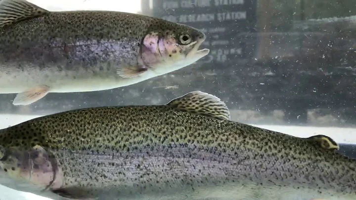 Introduction to Rainbow Trout in Pennsylvania