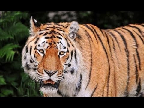 Видео: Как изглежда усурийският тигър?