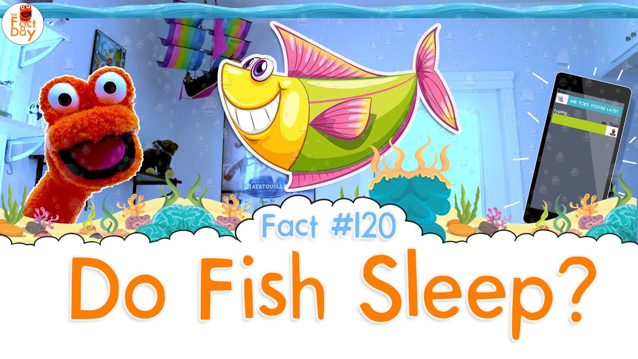 Do Fish Sleep? The Fact a Day 120 YouTube