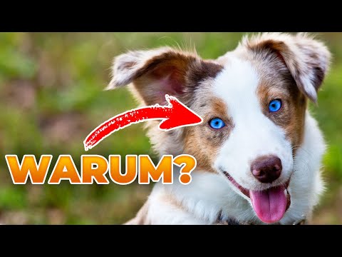 Video: Hat Alaskan Malamute blaue Augen?