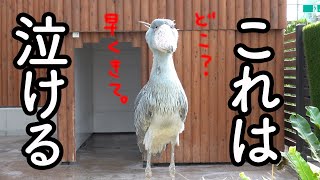 大好きな飼育員さんを必死に探すハシビロコウふたばちゃん(泣)【春のふたば33】spring futaba33 Futaba,the Shoebill ハシビロコウふたば　掛川花鳥園  2023年4月