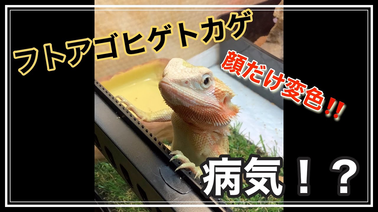 飼育 フトアゴヒゲトカゲが脱皮 顔変色で病気 Youtube