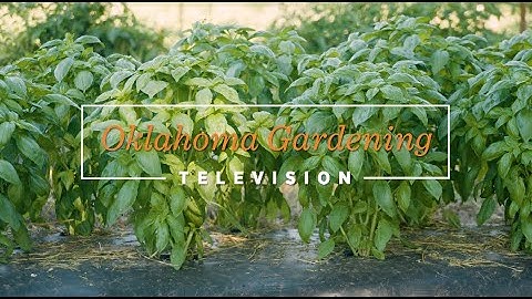 Basil Harvest & Processing