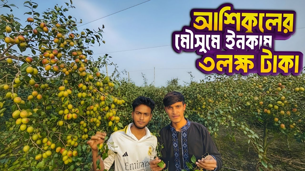 আশিকুলের বড়ই চাষে মৌসুমে ৩ লক্ষ টাকা ইনকাম 😲 | গ্রাম বাংলা | Village Jujube Garden Tour.