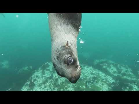 FOK BALIKLARI 4K GÖRÜNTÜLERİ [SEAL FISH 4K IMAGES]