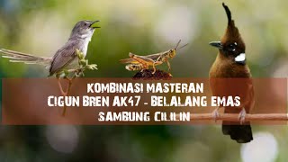 Masteran Mewah | Cigun Bren Ak47 - Belalang Emas - Cililin