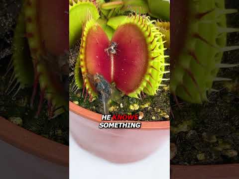 Subscribers vs Venus Flytrap