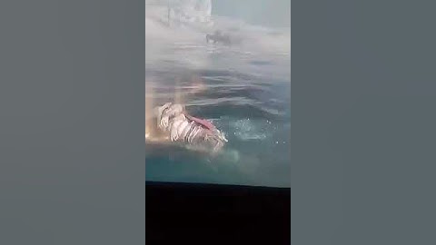 assassins creed valhalla sickle bug