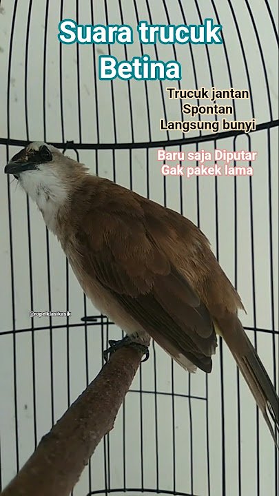Suara trucuk betina memanggil jantan. #hobiburung #trucukangacor #suaratrucukbetina #memanggiljantan