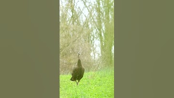 Thumbnail of Wild Hen Turkey Vocalization! #shorts