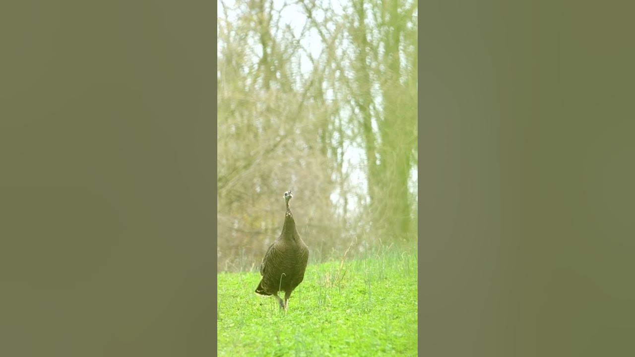 Wild Hen Turkey Vocalization! #shorts