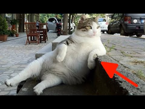 Video: Paminklas kačiukui iš Lizyukovo gatvės – pirmasis toks Rusijoje