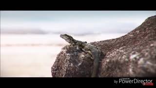 Car Music / Videoklipp (Bukam)