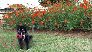 初めてのコスモス畑を散策する猫　ラガマフィン　Cat walking in a flower field