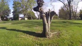 American Kestrel Hunting Day 2