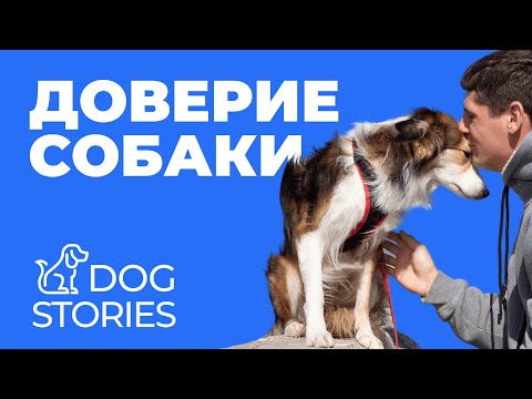 Доверие собаки 🐕 Что такое доверие и в чем оно выражается? 🐩 Как понять что щенок доверяет хозяину 🐾