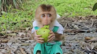 Monkey Lambo enjoys everything at Grandma's house| monkey cute.