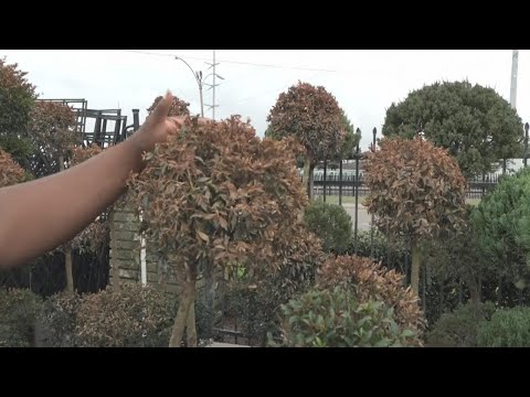 Video: Îngrijirea plantelor după o furtună de gheață - Aflați despre daunele provocate de gheață copacilor și arbuștilor
