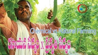 Chemical vs Natural Farming | Ridge Gourd Cultivation-సహజ మరియు రసాయన పద్ధతుల్లో బీర సాగు