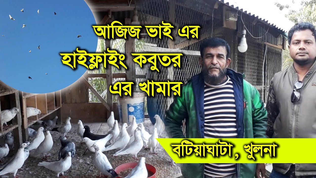 HIGHFLYING PIGEON LOFT।। খুলনার হাইফ্লাইং কবুতর খামার বটিয়াঘাটা সদর উপজেলা, খুলনা