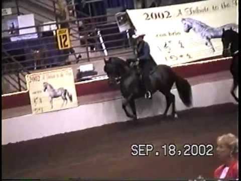 2002 Paso Fino Nationals AO Stallions Pleasure Cha...