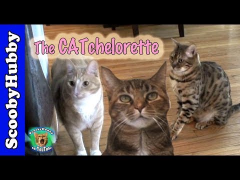 Cat Clips #165 -- The CATchelorette