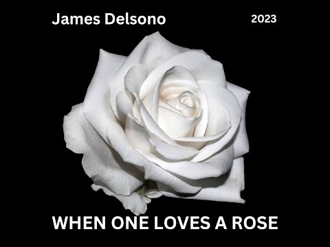 When One Loves A Rose (the official video)