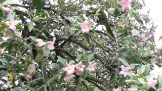 Lorikeets vs Noisy Minors