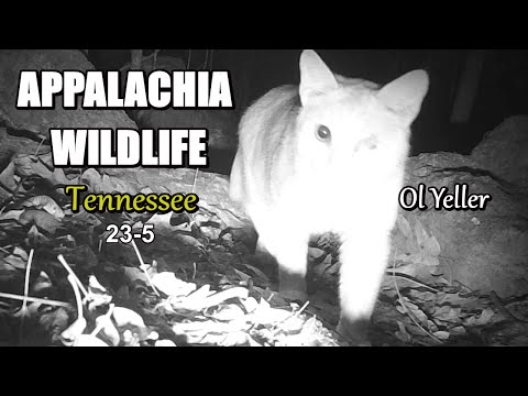 Appalachia Wildlife Video 23-5 from Trail Cameras in the Foothills of the Great Smoky Mountains