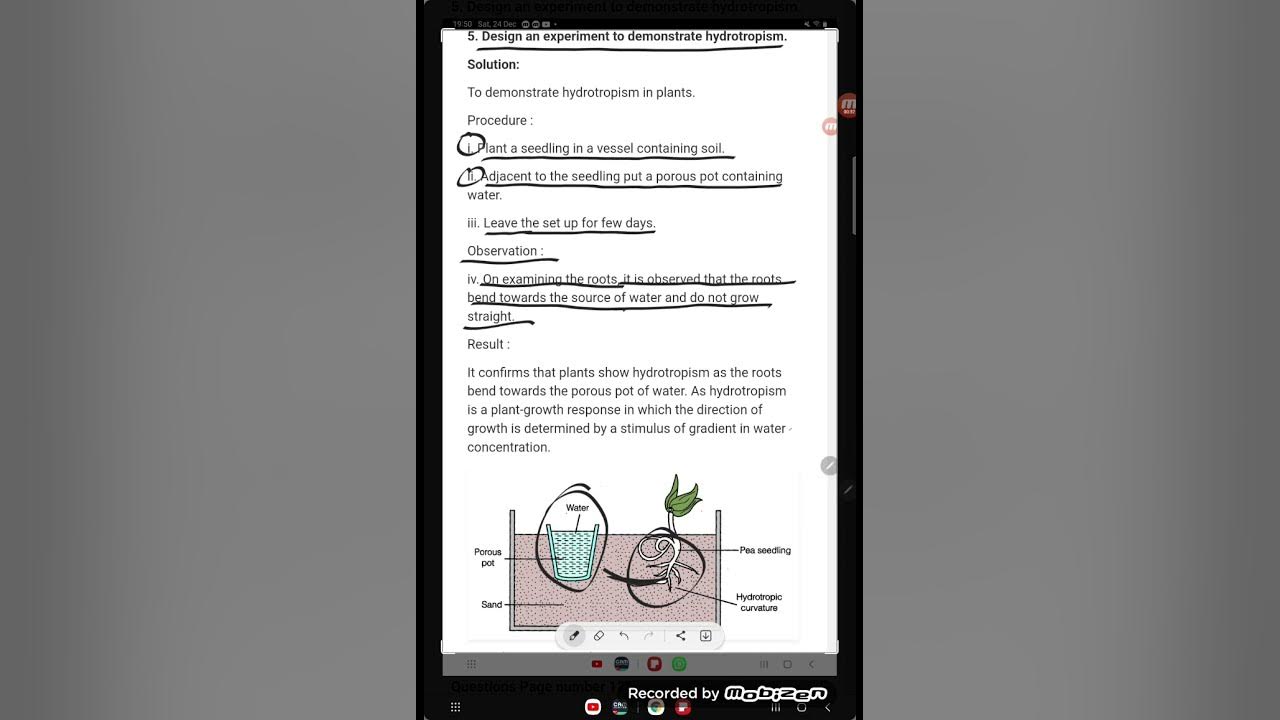 Design an experiment to demonstrate hydrotropism. - YouTube