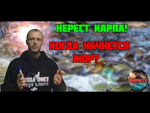 видео: Когда НЕРЕСТ КАРПА? Не пропустите ЖОР!