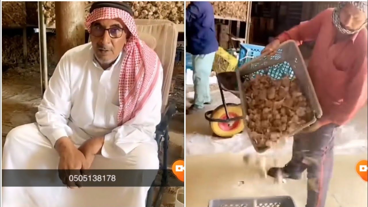 اكبر مزرعة ثوم في السعودية  - مزارع خالد الخلف في القصيم