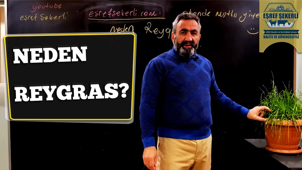 Neden Reygras? #Rryegras
