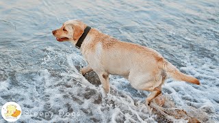 Psychological stability music & calming waves for dogs alone   Be sure to play it when you go...