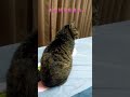 【八寶粥】生氣原因:回家沒有先摸摸她 #貓咪#可愛#休閒#娛樂#