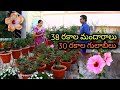 38 types of Hibiscus, 30 variety Roses, Sravanti's Flowers Garden