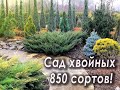 Наш коллекционный сад 10 ноября