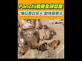 日本猴子Panchi君的崛起