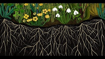 AMKK presents: Botanical animation "Story of Flowers" full ver.