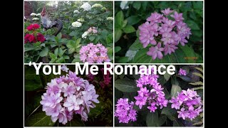 гортензия садовая‘You Me Romance-2023 г