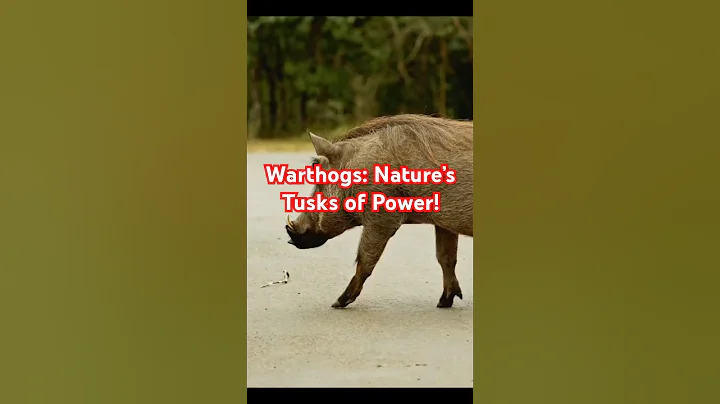 Warthogs: Nature’s Tusks of Power!#shorts #short #shortvideo #shortsfeed