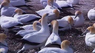 Proveedor de Contenido